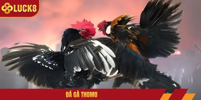 Đá Gà Thomo LUCK8 - Nắm Chắc 3 Tuyệt Kỹ Thắng Kèo Siêu Dễ