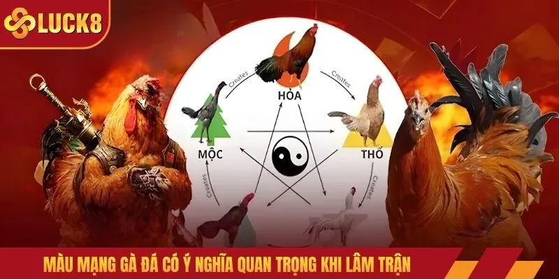 Màu mạng gà đá có ý nghĩa quan trọng khi lâm trận